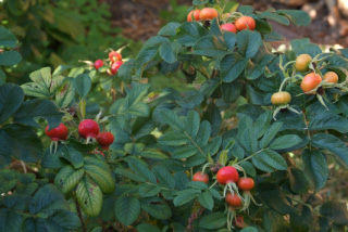 Rosa rugosaRimpelroos, Bottelroos bestellen